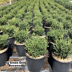 September 2024 5g Green Gem Boxwood Group for Website